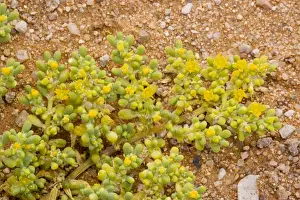 Succulent Prints: An annual Zygophyllum, (Zygophyllum simplex), Namibia