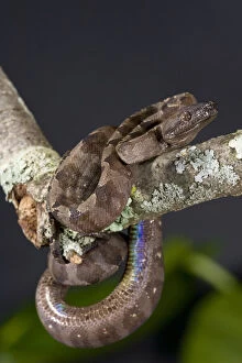 Images Dated 2nd June 2010: Annulated Boa, Corallus enydris annulata