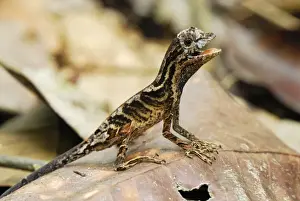 Anolis Lizard - Allpahuayo Mishana National Reserve - Iquitos - Peru