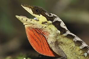 Anolis lizard (Anolis notopholis)