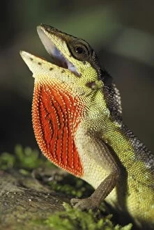 Anolis lizard (Anolis notopholis)