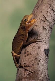 Anolis Lizard - On a branch