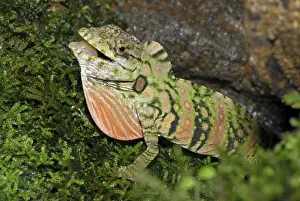 Anolis Lizard cloud forest, Costa Rica