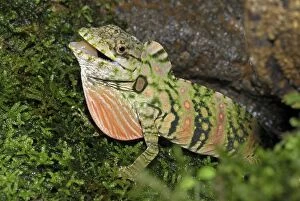 Anolis Lizard (Dactyloa insignis)