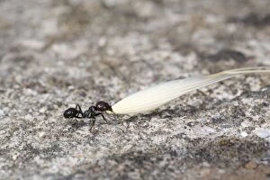 Ant - carrying a Wheat Husk - summer
