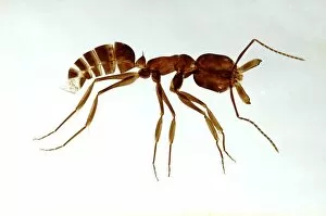 Images Dated 1st September 2010: Ant, made as a cleared and flattened microscope preparation