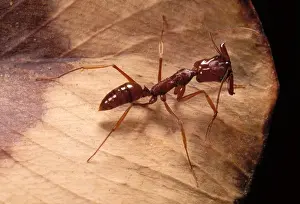 French Guiana Prints: Ant French Guiana