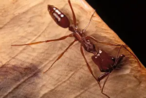 Ant French Guiana