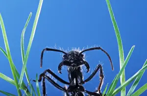 Ant - head emerging from grass