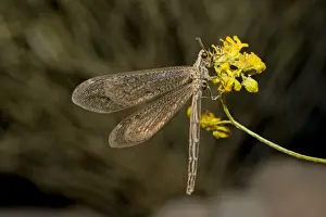 Antlion Prints: Ant Lion - adult - Abu Dhabi - United Arab Emirates
