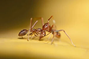 Ant Mimic Spider - killing Asian Weaver Ant (Oecophylla