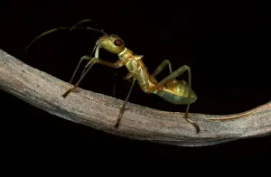 Bugs Prints: An ant-mimicking bug - found in weaver ants territory; juvenile