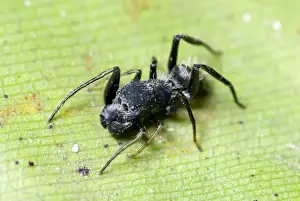 Look Alike Prints: Ant-mimicking spider resembling Camponotus ant at rest on foliage