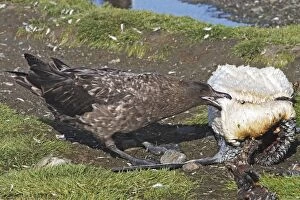 Images Dated 14th January 2008: Antarctic Brown Skua - eating a Chinstrap Penguin