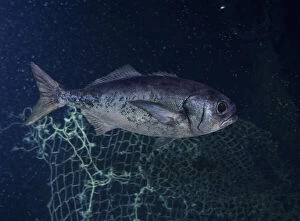 Bellow Water Collection: Antarctic butterfish or Bluenose warehou, Hyperoglyphe antarctica. They can grow to 1