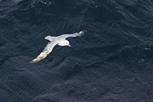 Fulmars Prints: Antarctic Fulmar - In flight over sea Fulmarus glacialoides Antarctic Penninsular BI007237