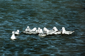 Fulmar Collection: Antarctic Fulmars - Saunders Island - Falkland Islands