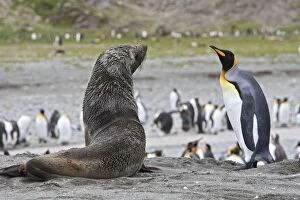 Images Dated 18th January 2008: Antarctic Fur Seal