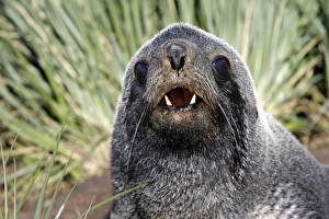 Images Dated 20th January 2008: Antarctic Fur Seal - Cooper Bay - South GeoRgia