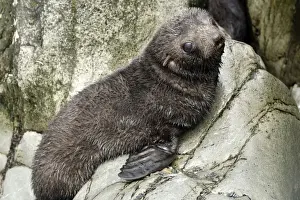 Jeune Prints: Antarctic Fur Seal - Elsehul Bay - South Georgia