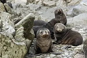 Jeune Prints: Antarctic Fur Seal - Elsehul Bay - South Georgia