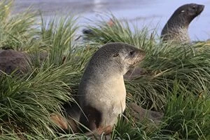 Images Dated 17th January 2008: Antarctic Fur Seal - Elsehul Bay - South Georgia - Falkland Islands