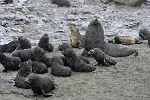 Mammifere Prints: Antarctic Fur Seal - Elsehul Bay - South Georgia - Falkland Islands