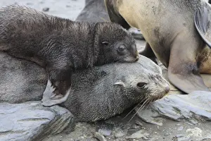 Mammifere Prints: Antarctic Fur Seal - Elsehul Bay - South Georgia - Falkland Islands