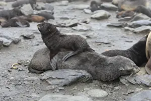 Mammifere Prints: Antarctic Fur Seal - Elsehul Bay - South Georgia - Falkland Islands