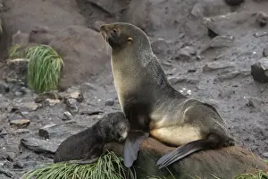 Mammifere Prints: Antarctic Fur Seal - Elsehul Bay - South Georgia - Falkland Islands