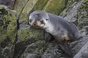 Seals Prints: Antarctic Fur Seal - Elsehul Bay - South Geotgia - Falkland Islands