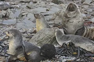 Mammifere Prints: Antarctic Fur Seal - Elsehul Bay - South Geotgia - Falkland Islands