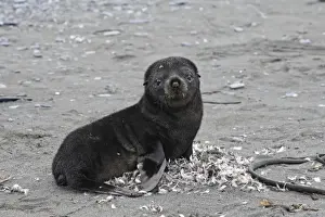 Jeune Prints: Antarctic Fur Seal - Elsehul - South Georgia