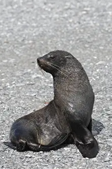 Mammifere Prints: Antarctic Fur Seal - Elsehul - South Georgia