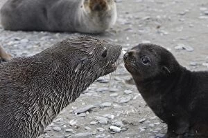 Images Dated 15th January 2008: Antarctic Fur Seal - Elsehul - South Georgia