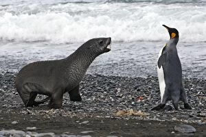 Images Dated 15th January 2008: Antarctic Fur Seal - Elsehul - South Georgia