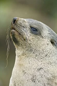 Images Dated 7th January 2008: Antarctic Fur Seal - Fortuna Bay - South Georgia