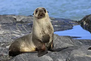 Mammifere Prints: Antarctic Fur Seal - Fortuna bay - South Georgia