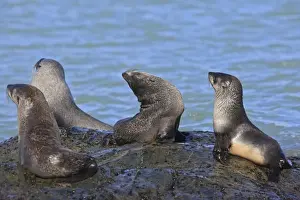 Mammifere Prints: Antarctic Fur Seal - Fortuna bay - South Georgia