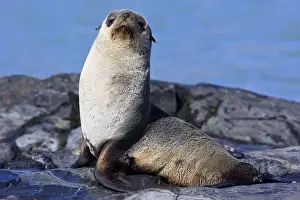 Mammifere Prints: Antarctic Fur Seal - Fortuna bay - South Georgia