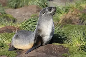 Mammifere Prints: Antarctic Fur Seal - Fortuna bay - South Georgia