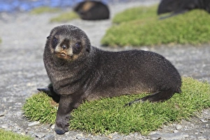 Images Dated 15th January 2008: Antarctic Fur Seal - Fortuna Bay - South Georgia