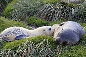 Images Dated 15th January 2008: Antarctic Fur Seal - Fortuna bay - South Georgia
