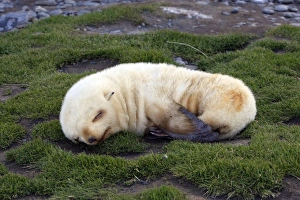 Images Dated 15th January 2008: Antarctic Fur Seal - Fortuna Bay - South Georgia