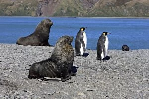 Images Dated 15th January 2008: Antarctic Fur Seal - Fortuna Bay - South Georgia