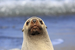 Images Dated 15th January 2008: Antarctic Fur Seal - Fortuna bay - South Georgia
