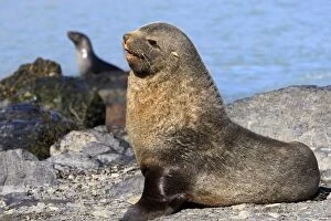 Images Dated 15th January 2008: Antarctic Fur Seal - Fortuna bay - South Geotgia