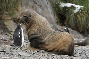 Images Dated 3rd April 2007: Antarctic Fur Seal - with Gentoo Penguin, South Georgia - Antarctic
