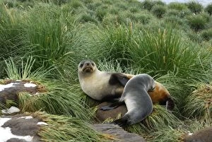 Antarctic Fur Seal - nursing young one