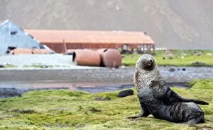 Antarctic Fur Seal by old whaling station